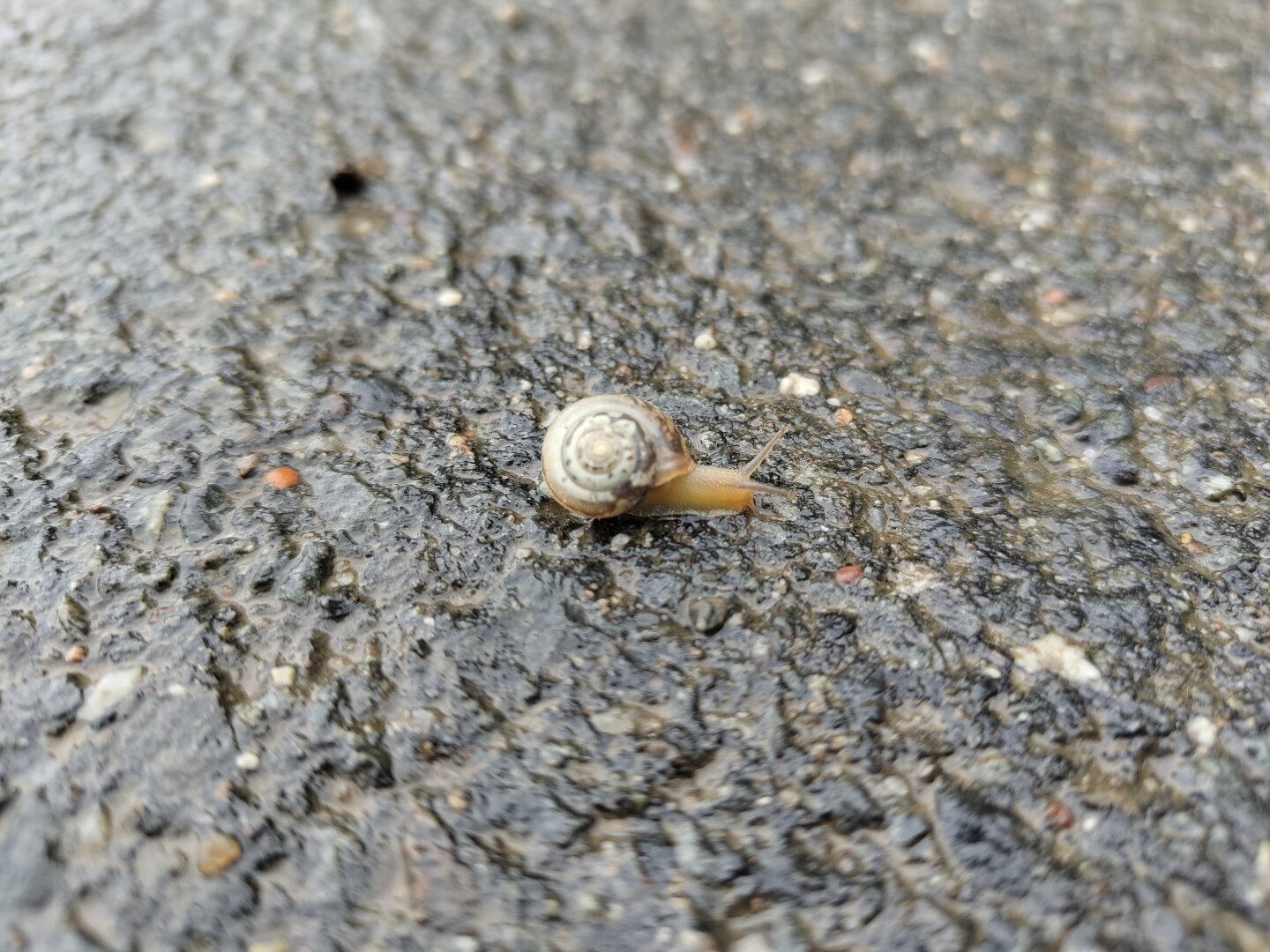 Baby snail