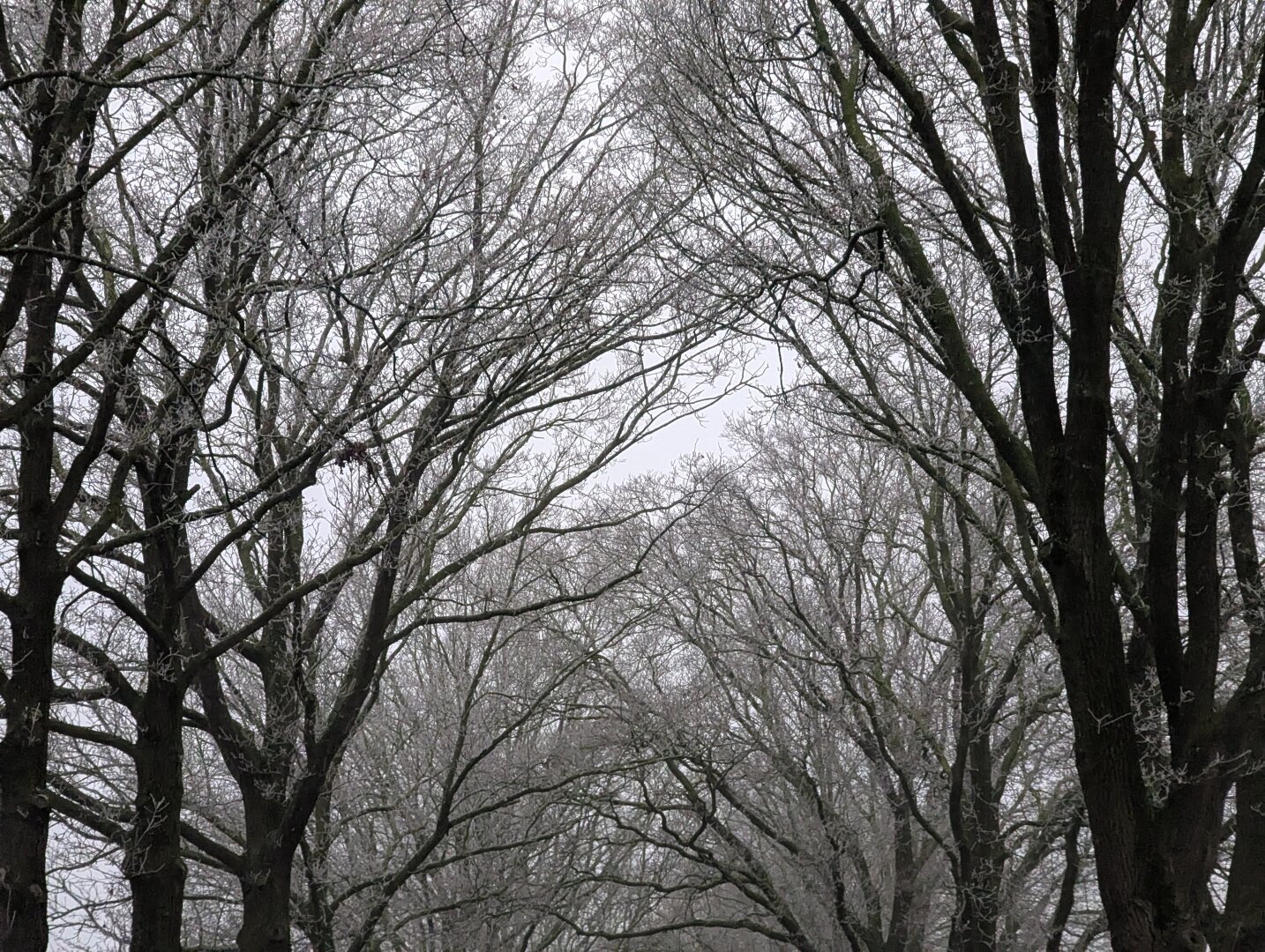 Grey skies behind trees