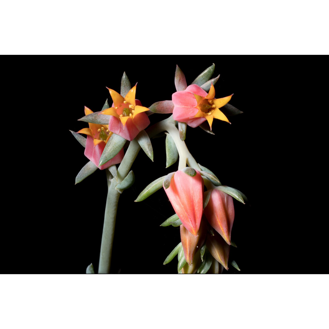 Tiny pink flowers with yellow interiors on a small stem that shot up from a succulent plant. Nectar is visible in the flowers.