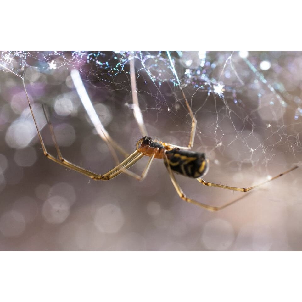 A filmy dome spider hanging beneath its web. The web is sprinkled with water droplets which are sparkling in the light of the flash