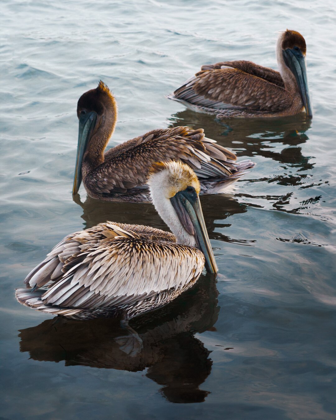 Three brown pelicans floating on the ocean