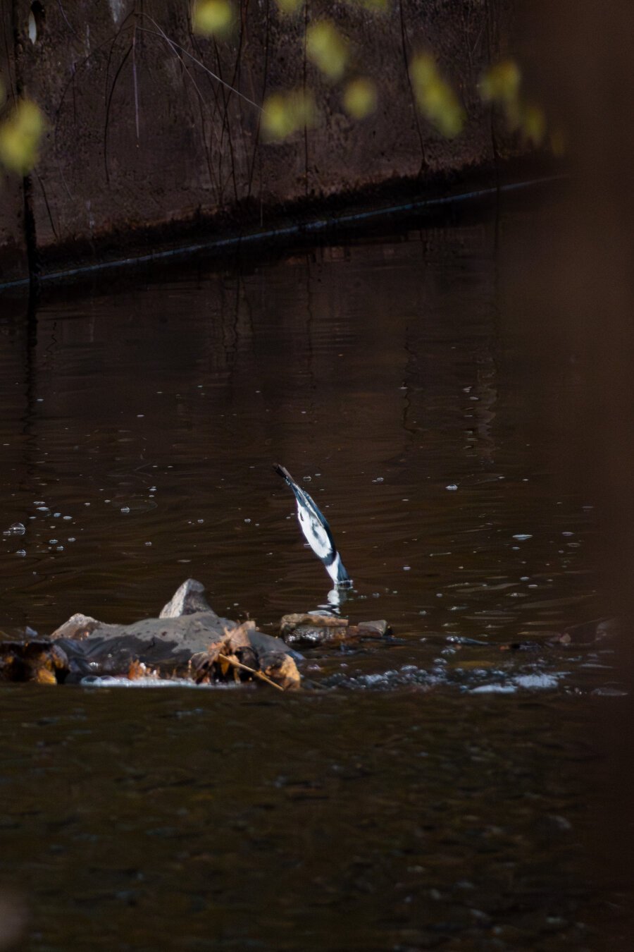 A male belted kingfisher mid-dive into a river.