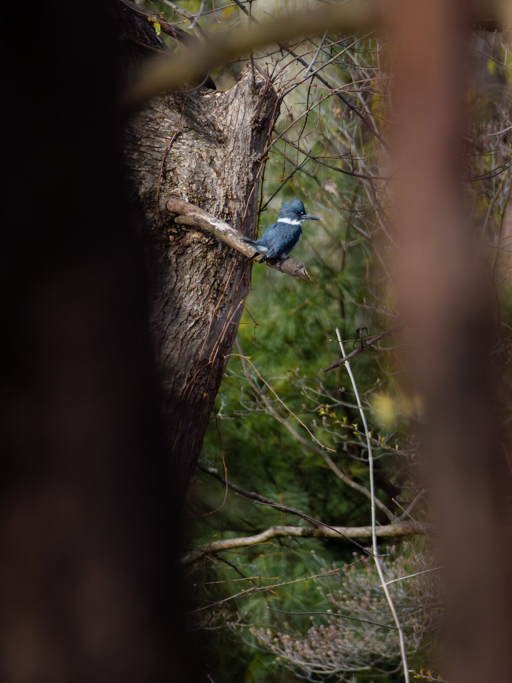 A perched male belted kingfisher seen through a gap between two trees.