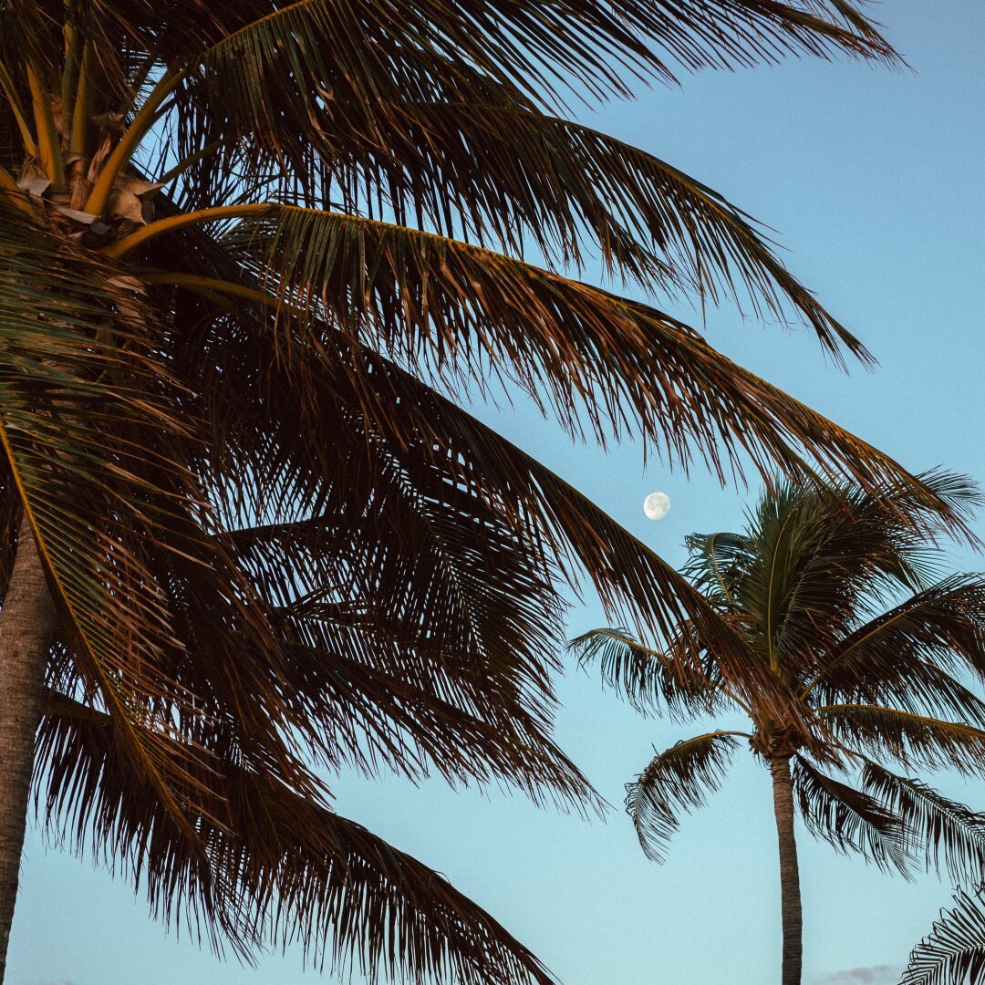 A photo of the moon between branches of a palm tree.