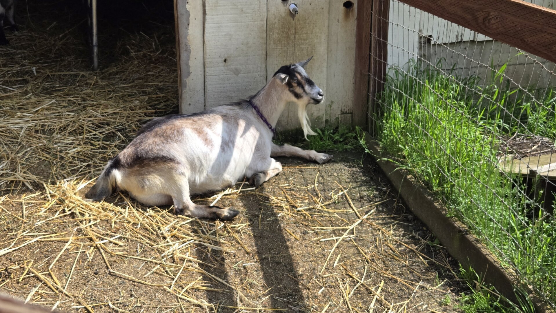 Ɓ
Black and white goat with a beard