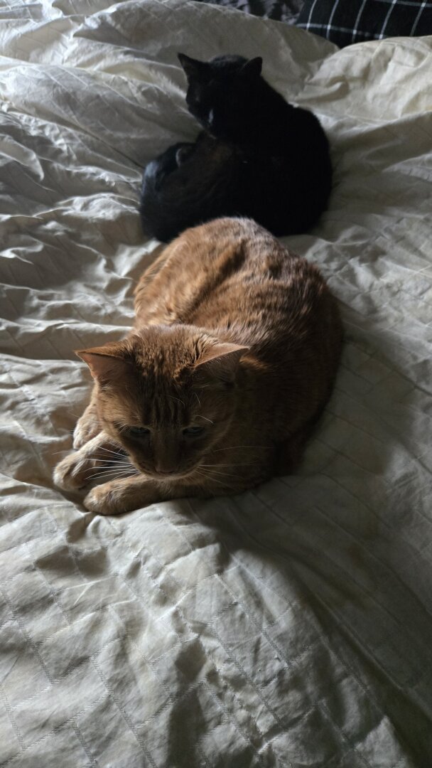 Gold cat and mini panther on a crumpled up white comforter