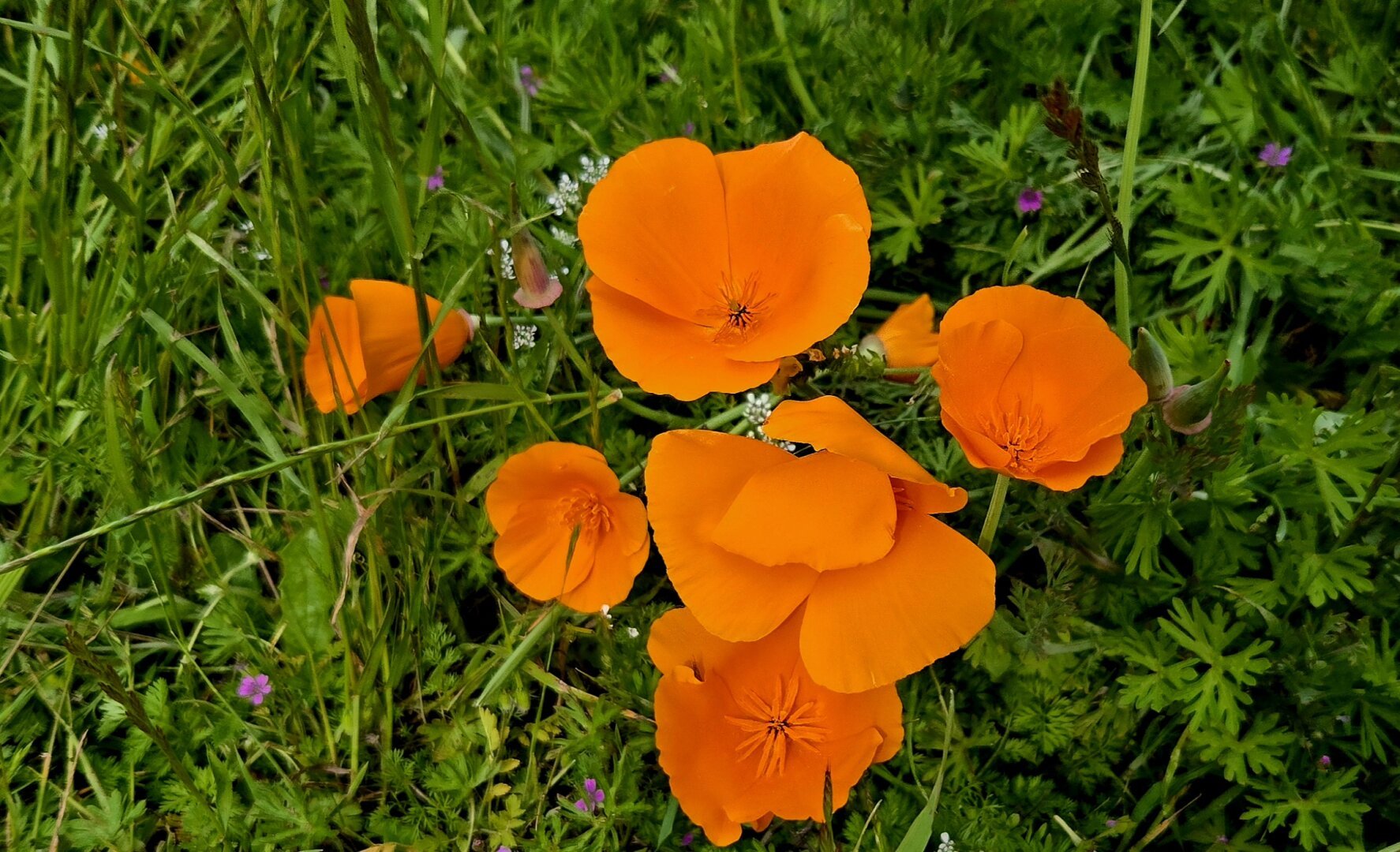 I'm told this is a California poppy. Bit i have no idea.  It has orange petals and isn't very tall but it's pretty