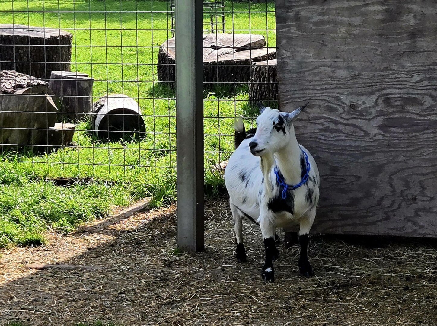 A smaller version of the same goat