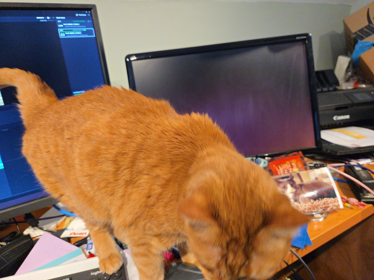 Sunny helping me edit a scene with DaVinci Resolv