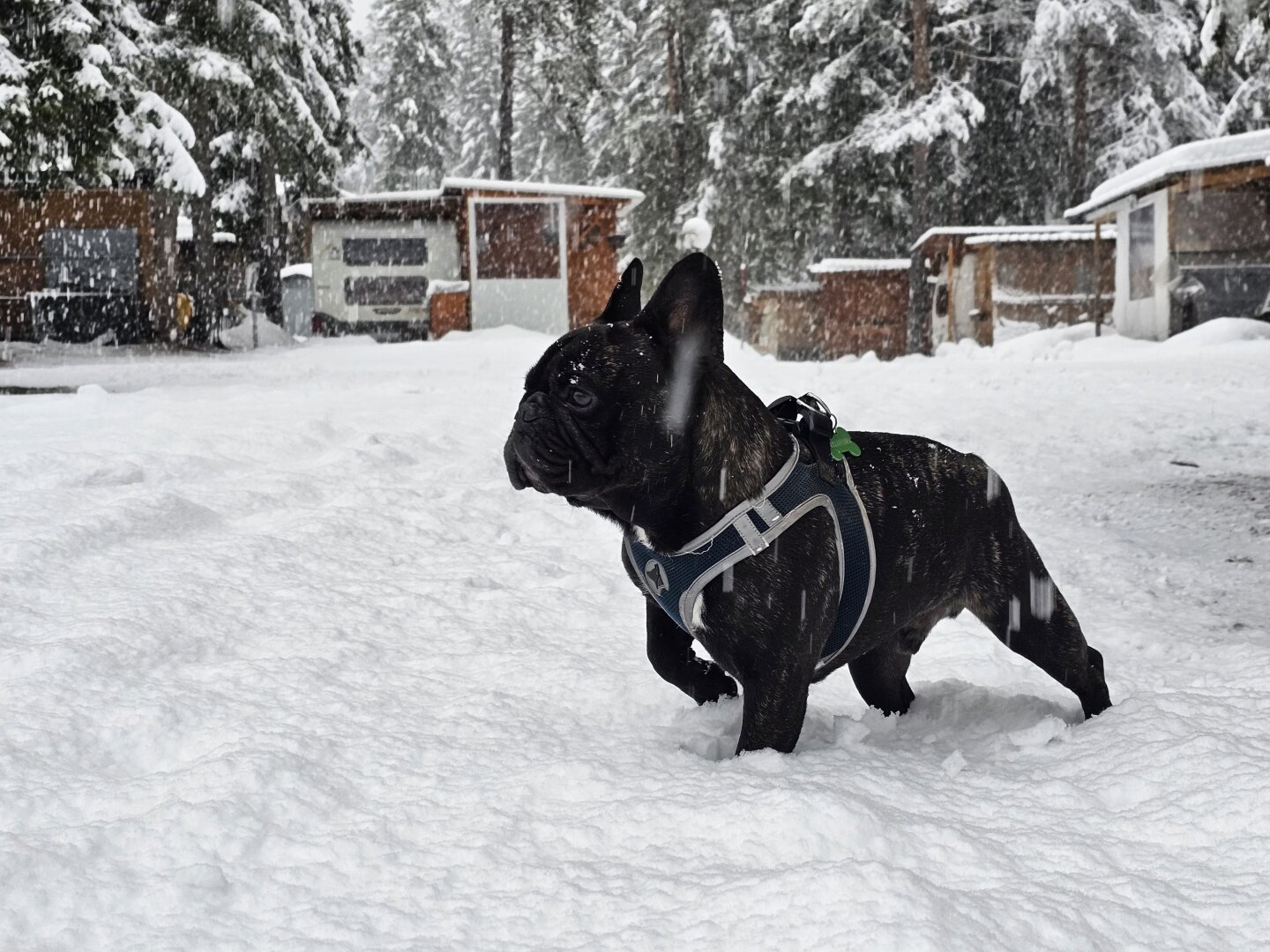 Bully in the snow pointing at something, probably the hot dog cart