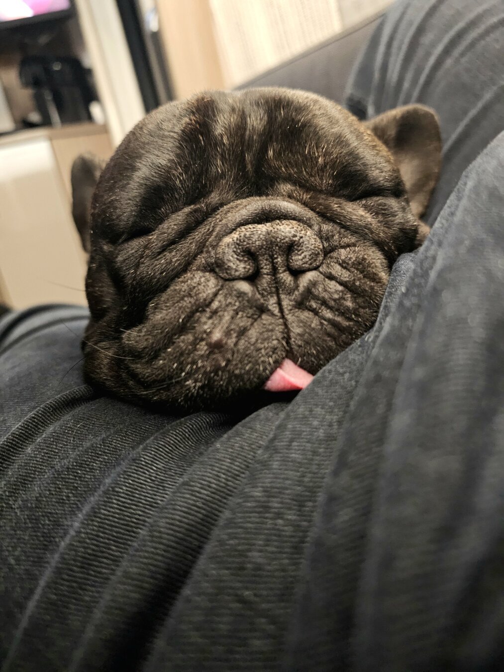 sleeping french bulldog