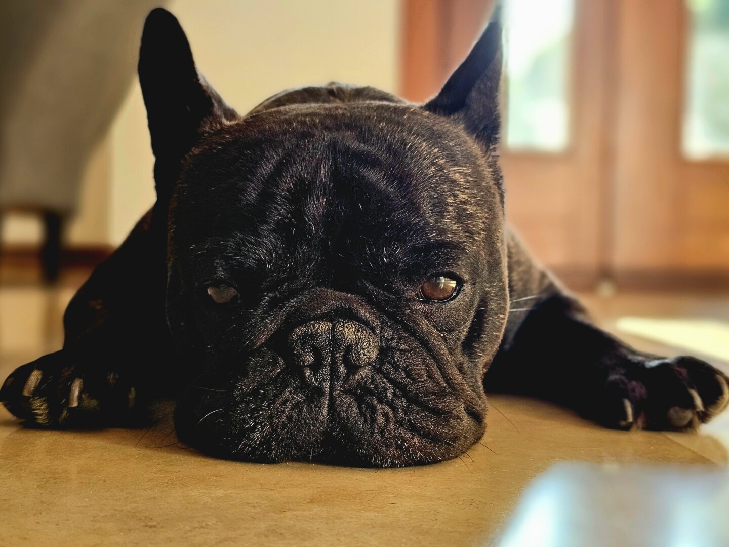 tired french bulldog lying on the floor
