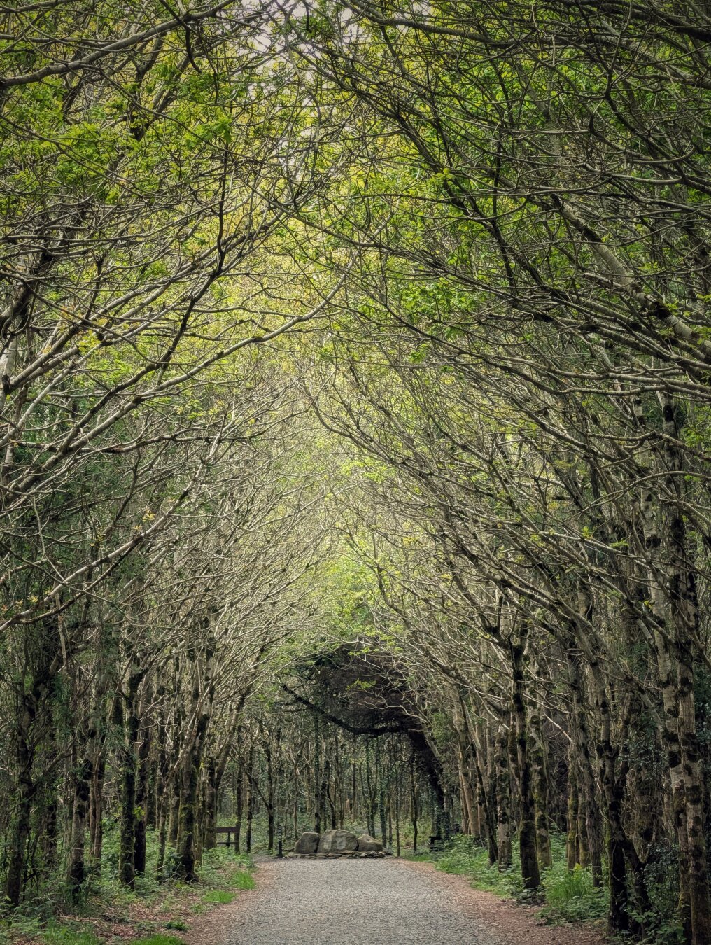 A gravel path stretches straight forward, framed by tall, slender trees arching overhead to form a natural green canopy tunnel. Pale green leaves filter the daylight, casting a soft, atmospheric glow along the trail. The trees have pale, textured bark. At the far end of the quiet path, several large grey stones lie resting beneath a dark evergreen bough. The overall mood is peaceful and deeply serene, capturing a tranquil woodland walk.