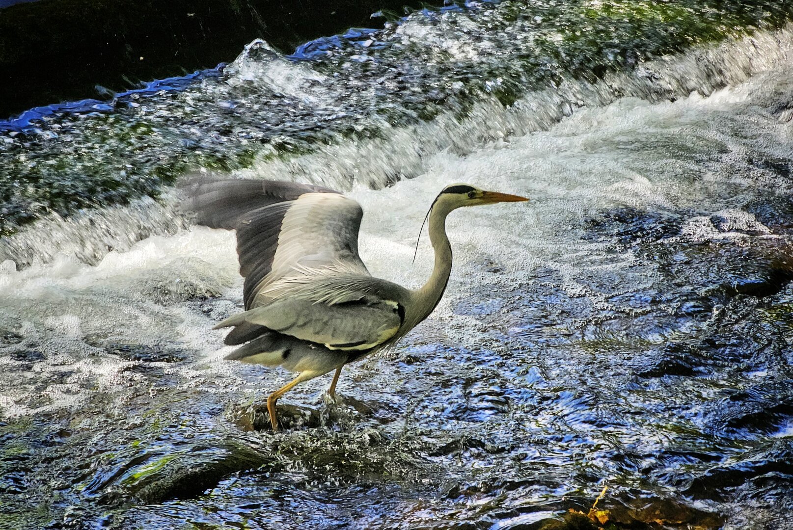 A grey heron stands in a rushing stream with its wings partially spread.