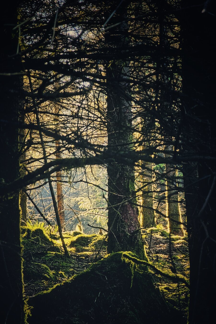 A low-angle shot through dark tree branches into a sunlit forest, with moss-covered logs in the foreground.
