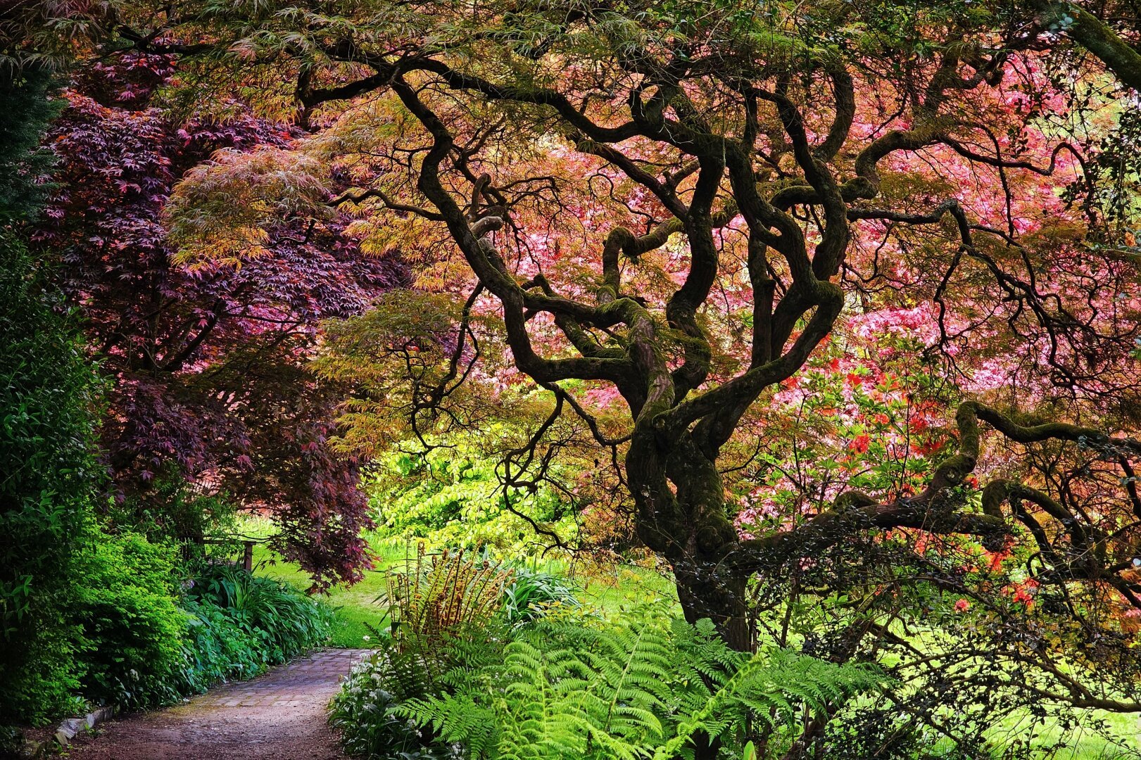 A winding path leads through a lush garden with a large, uniquely shaped tree as the focal point, surrounded by vibrant red and green foliage. A winding path leads through a lush garden with a large, uniquely shaped tree as the focal point, surrounded by vibrant red and green foliage.