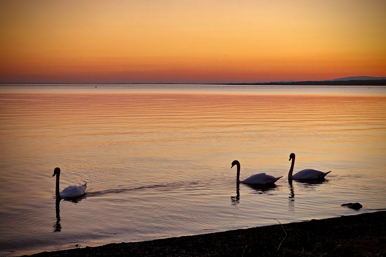 A wide horizontal photograph showing three white swans swimming in a calm body of water at sunset. The sky is a gradient of deep orange and yellow, reflecting perfectly on the rippling water. One swan is on the left, and two follow on the right. In the distance, a dark shoreline and hills are visible under the warm glow. The foreground shows a dark, silhouetted beach. The overall mood is serene and peaceful.