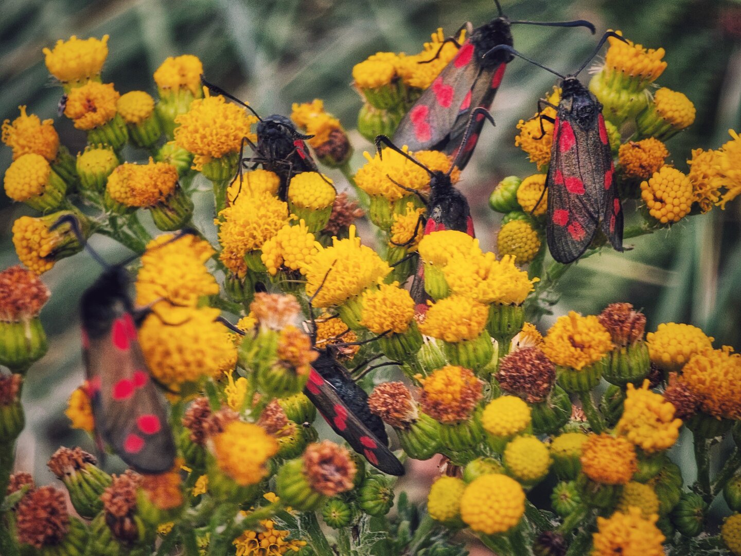 A macro photograph of several Six-spot Burnet moths with distinctive red and black wings, resting on a cluster of small, vibrant yellow tansy flowers. The background is a soft, out-of-focus mix of green and brown, highlighting the intricate details of the moths and flowers.
