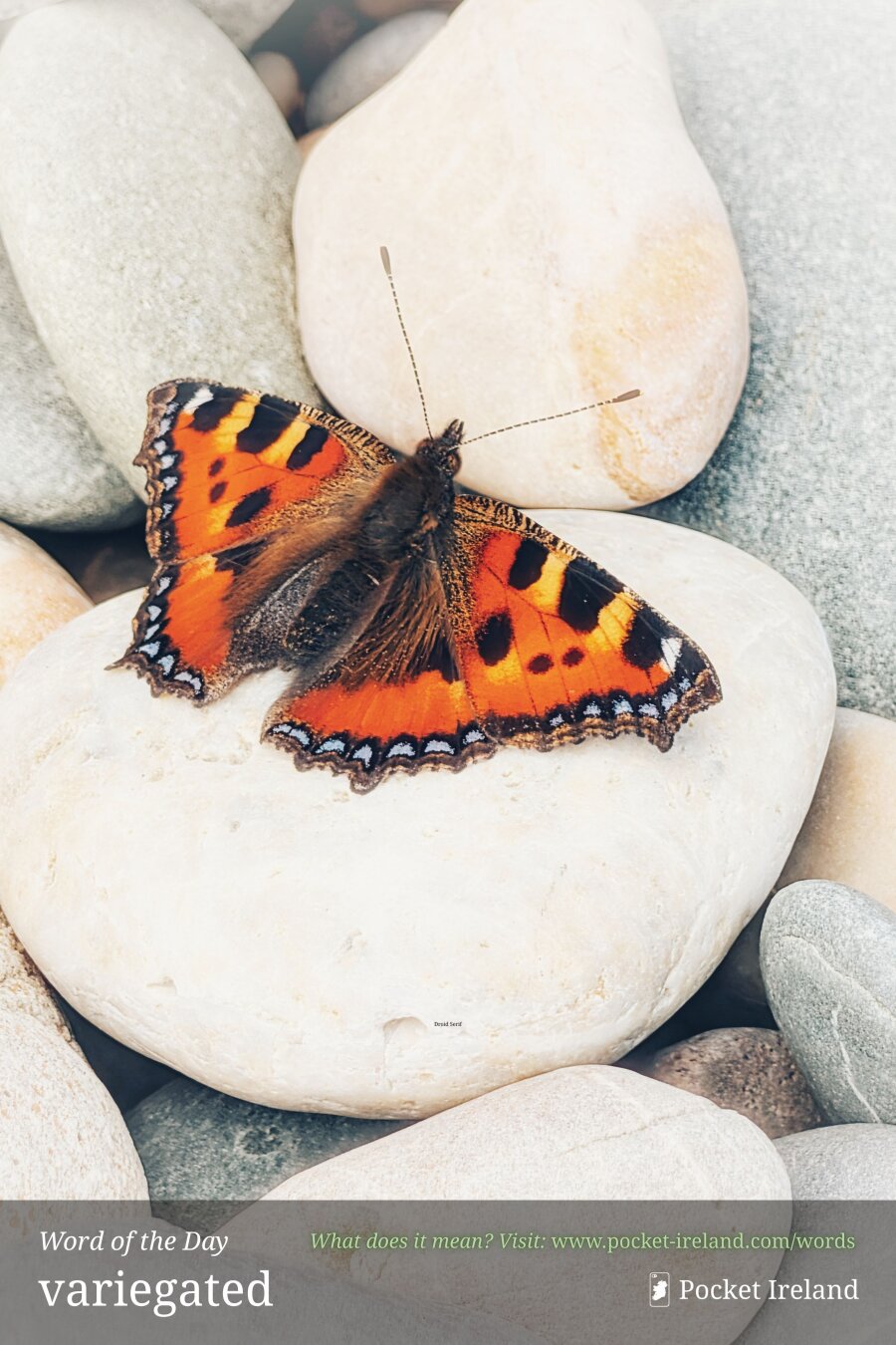 A bright orange and black small tortoiseshell butterfly rests with wings fully spread on smooth, light-coloured beach pebbles. The butterfly's wings feature vivid orange panels, dark blotches, and delicate blue-spotted edges. The pebbles beneath it are soft shades of off-white, grey, and cream, worn smooth by water. Soft, bright natural light illuminates the textured, furry body of the butterfly and highlights the cool, tactile surface of the stones beneath.