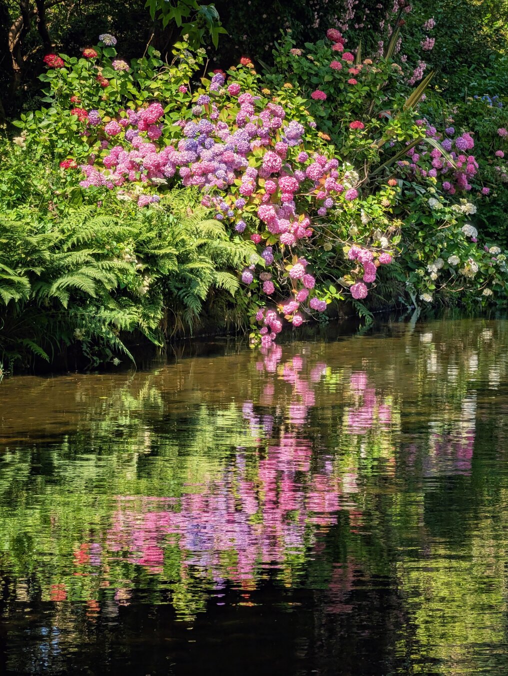 A lush, tranquil riverbank scene captured from a low angle. Bright pink and deep purple hydrangeas cascade down a steep bank, their heavy, rounded flower heads hanging over the water. Fresh green ferns frame the flowers. Below them, the calm, dark surface of the river acts as a mirror, creating wavy, impressionistic reflections of the pink blooms and green foliage. Sunlight filters through the overhead canopy, casting soft highlights and creating a serene, peaceful woodland atmosphere.