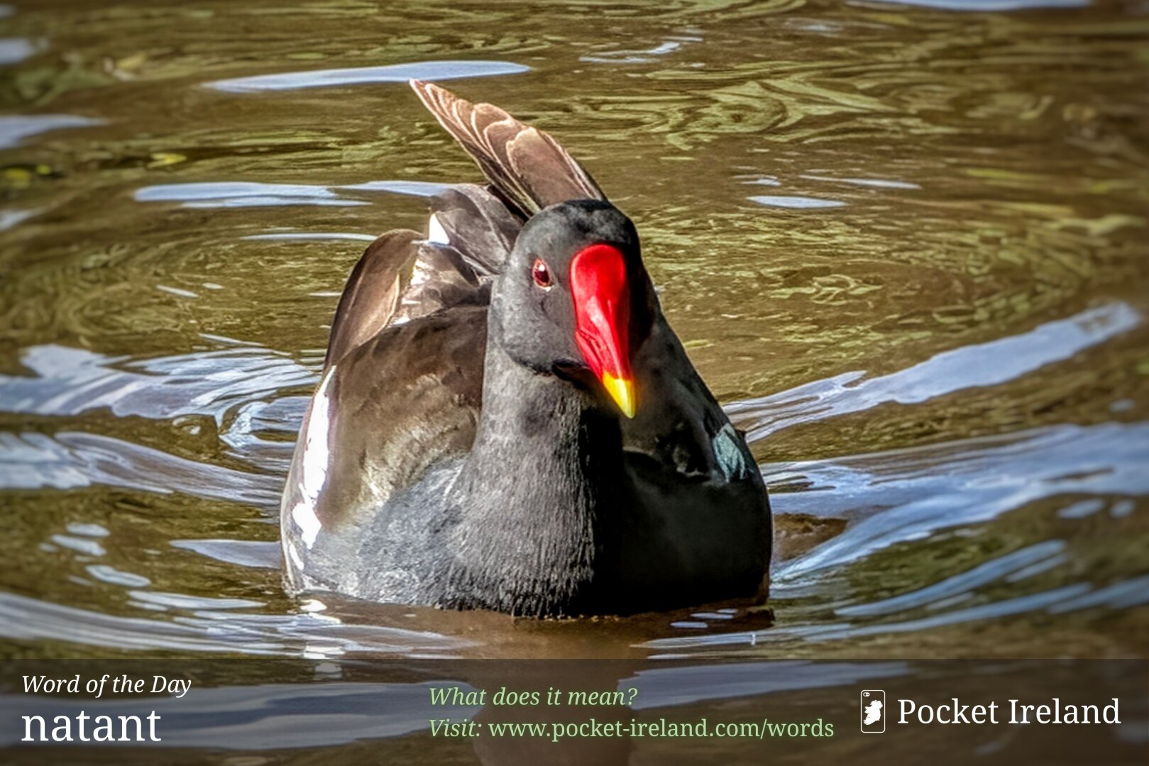 A close-up shot of a common moorhen swimming forwards through rippling, golden-brown water. The bird faces the camera directly, showing sleek charcoal-black plumage on its head and chest, a flash of white along its flanks, and an arched brown wing feather raised at the back. Its distinctive bright scarlet-red frontal shield and beak terminate in a vivid yellow tip, with small, alert reddish eyes catching the daylight amid concentric waves on the water’s surface.