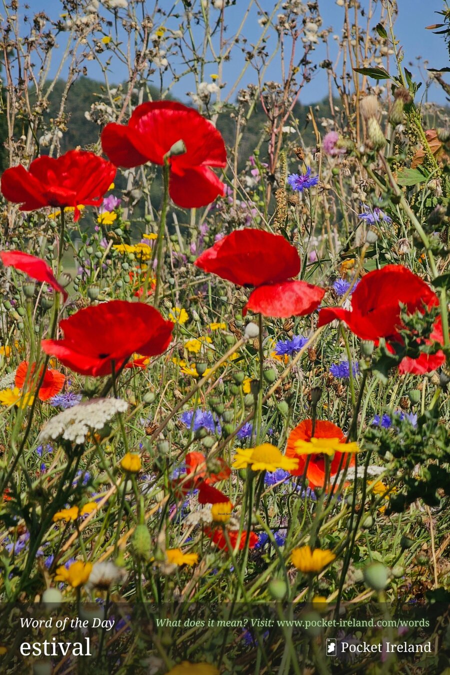 A vibrant summer wildflower meadow bathed in bright sunshine beneath a clear blue sky. In the foreground, rich scarlet poppies with paper-thin petals stand out amidst a dense tangle of yellow corn marigolds, violet-blue cornflowers, and white lace-like umbels. Spiky seed heads, soft poppy buds, and dried grasses weave through the verdant stems, creating a textured, multi-layered tapestry of untamed botanical life full of warmth, brilliant colour, and natural abundance.