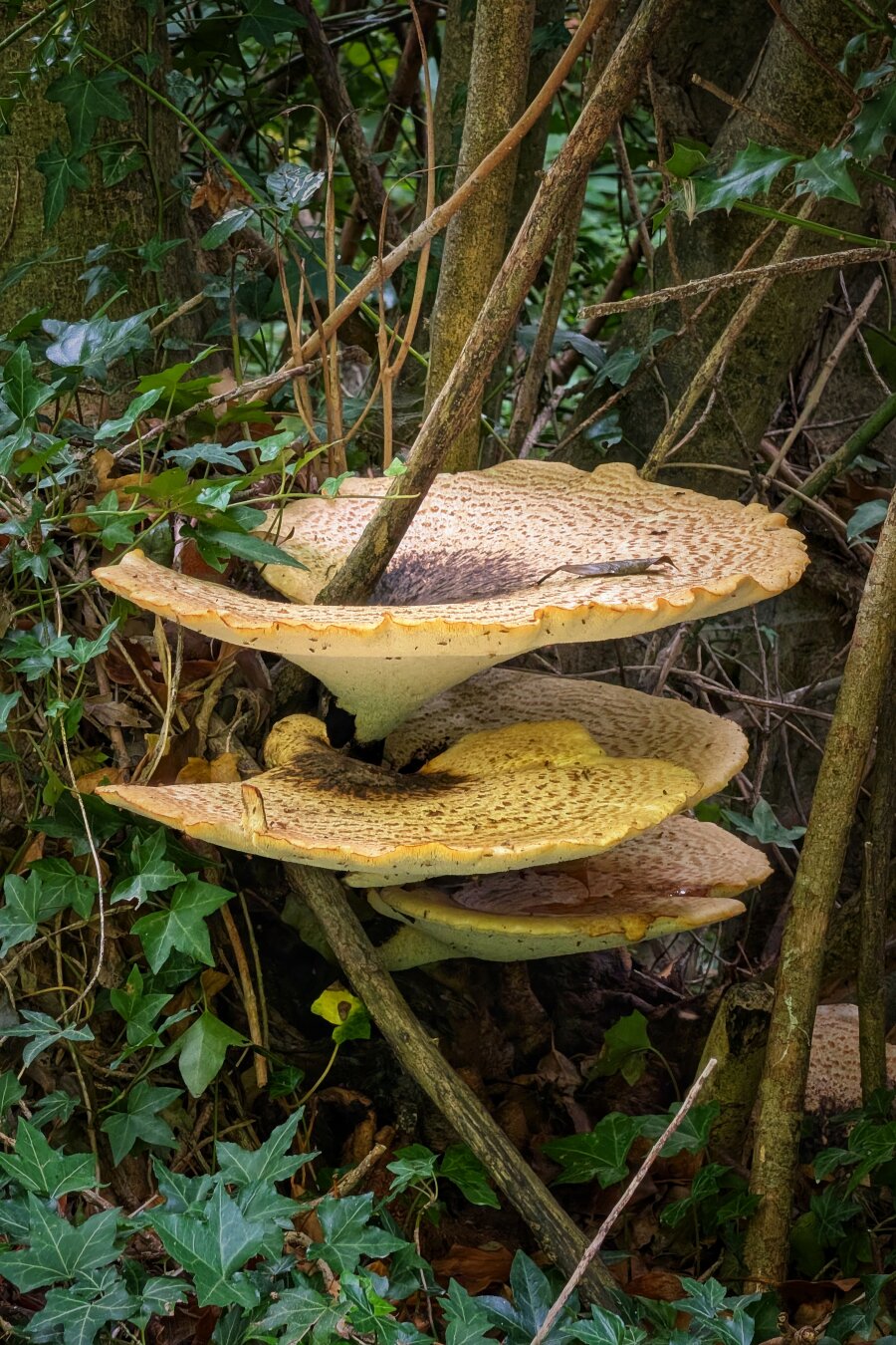 A vertical shot of large, shelf-like bracket fungi growing stacked vertically on a dark tree trunk. The wide, fan-shaped caps feature mottled light tan and brown speckled patterns with ruffled edges. Thin, tangled brown branches and ivy stems weave past the mushrooms. Green ivy leaves frame the left background, while soft, natural forest light illuminates the pale underside and rich textures of the fungi, creating an atmospheric, earthy woodland scene.