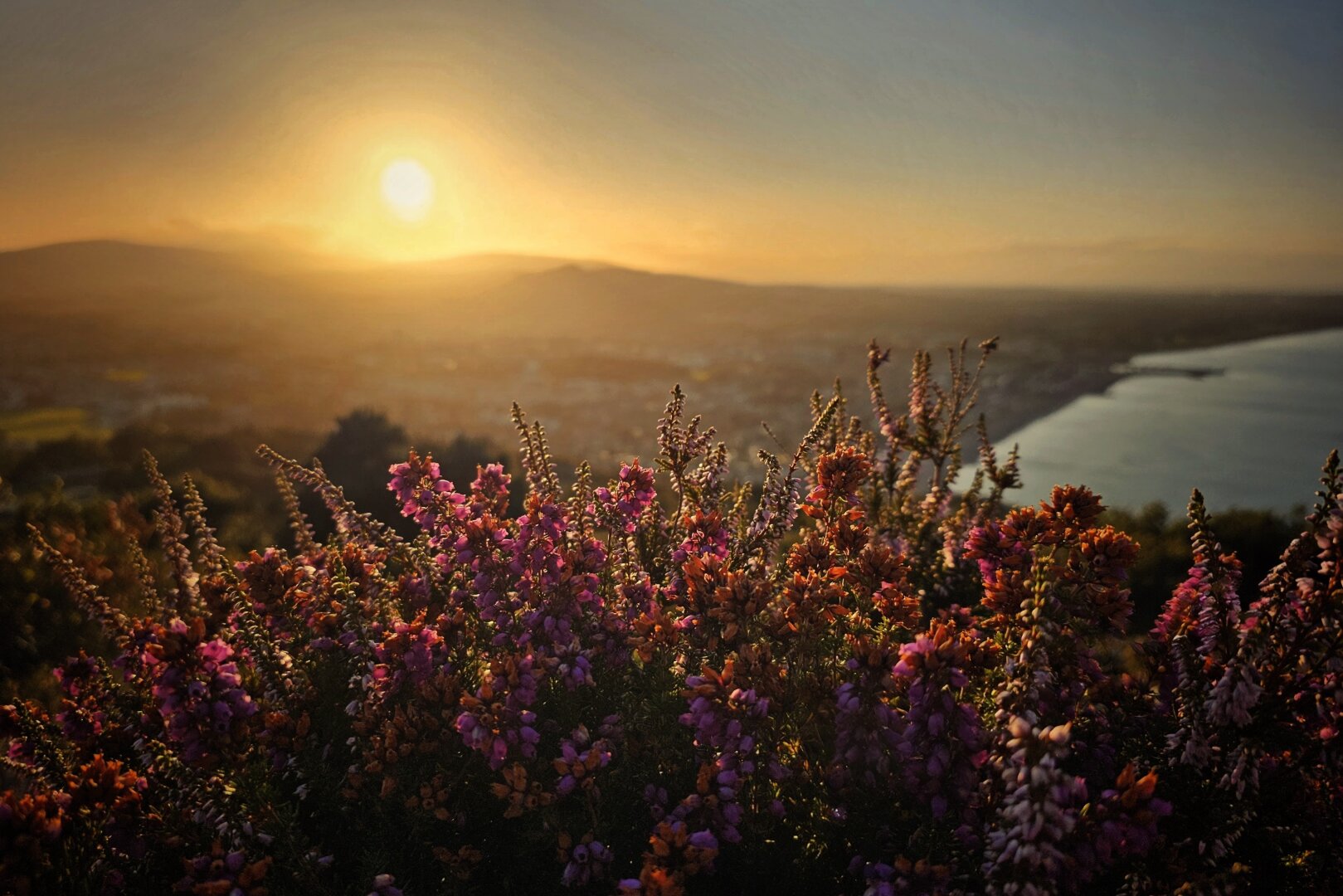 A close-up view of wild purple and pink heather bushes in the foreground, bathed in warm golden sunlight. In the soft-focus background, a hazy sunset glows brightly in an amber sky over rolling hills, a distant coastal town, and a calm curving bay.