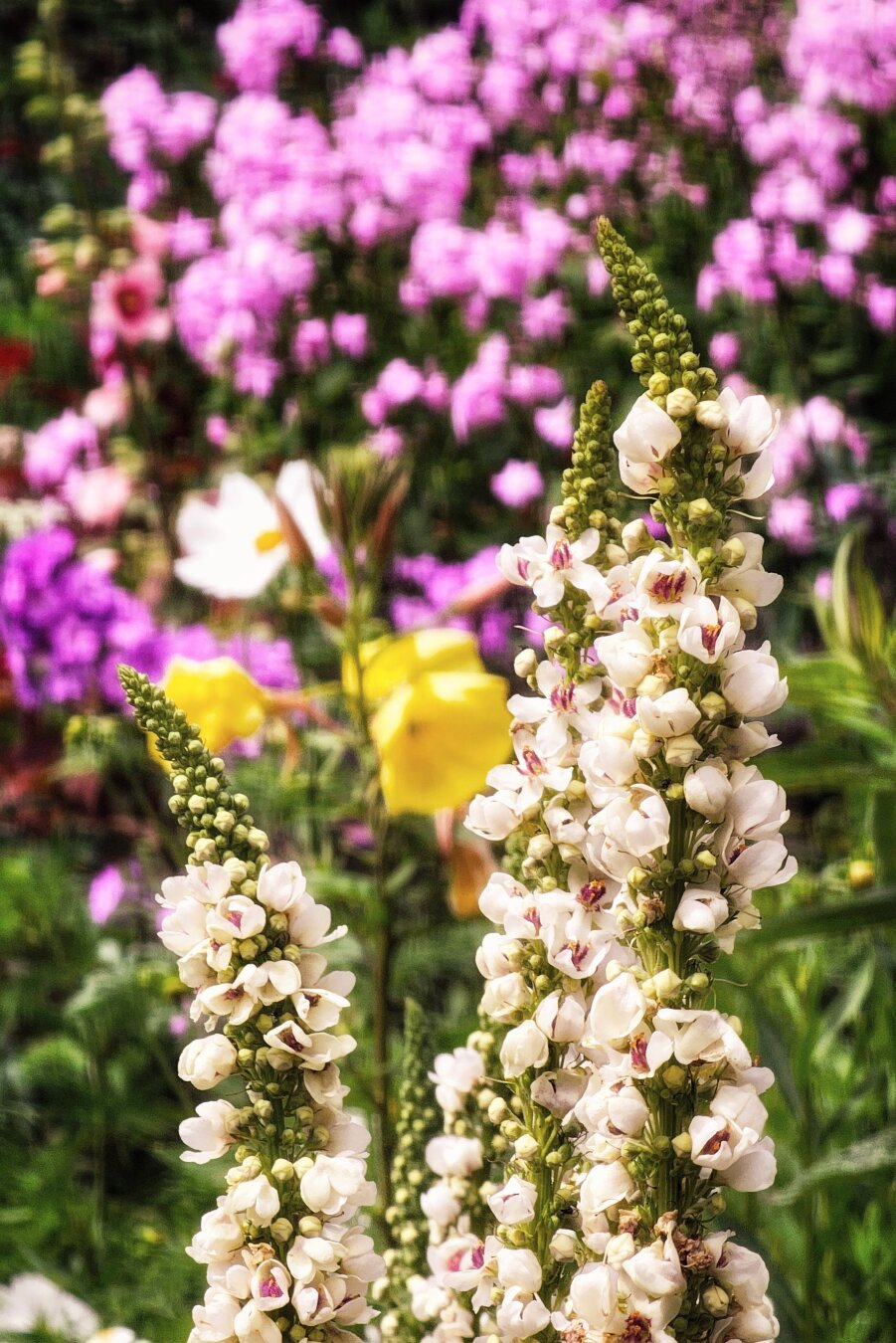 Close-up vertical shot of two tall white mullein flower spires in full bloom. The spires are covered in small, creamy white petals with fuzzy purple centres and tiny green buds at the top. The background is softly blurred into a dreamy wash of pastel pink and warm yellow garden flowers, illuminated by gentle, diffused natural daylight.