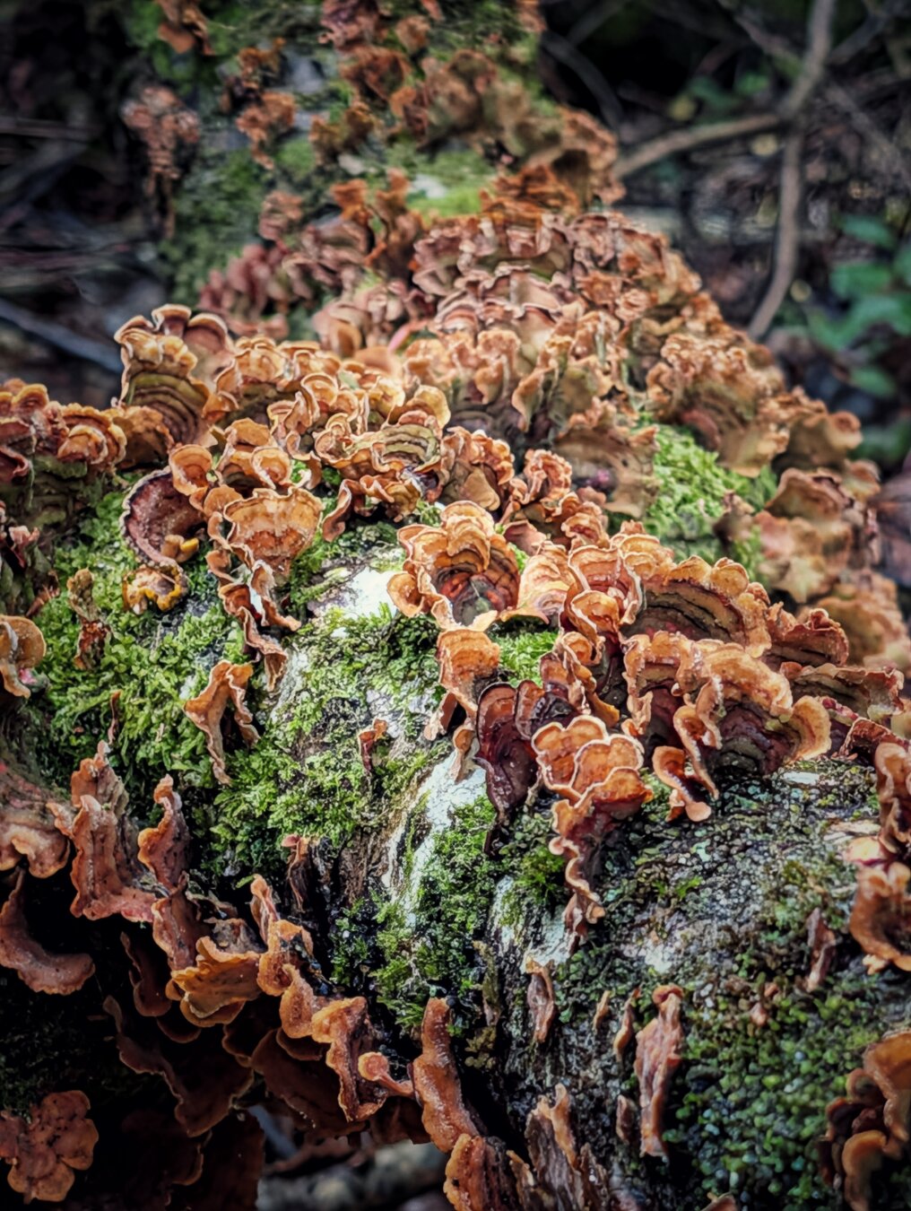 A close-up shot of a fallen, moss-covered tree branch encrusted with dense clusters of fan-shaped bracket fungi. The fungus rosettes display earthy bands of ochre, copper, tan, and dark brown with pale cream edges. Vivid green moss clings to the textured, wet tree bark beneath, creating a rich woodland atmosphere illuminated by soft, natural daylight.
