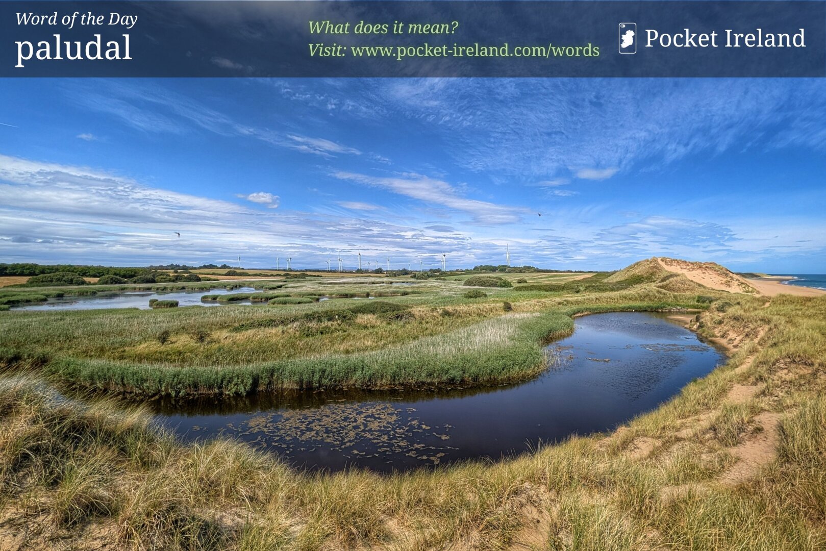 A vast coastal wetland landscape under a bright blue sky filled with wispy cirrus clouds. In the foreground, a Still, S-curved pool of water sits nestled among grassy sand dunes and lush green reeds. To the right, a sandy dune slopes down toward a golden beach and the calm blue sea. In the distance, grassy fields stretch out under the wide horizon, dotted with a line of tall white wind turbines beneath delicate cloud cover.