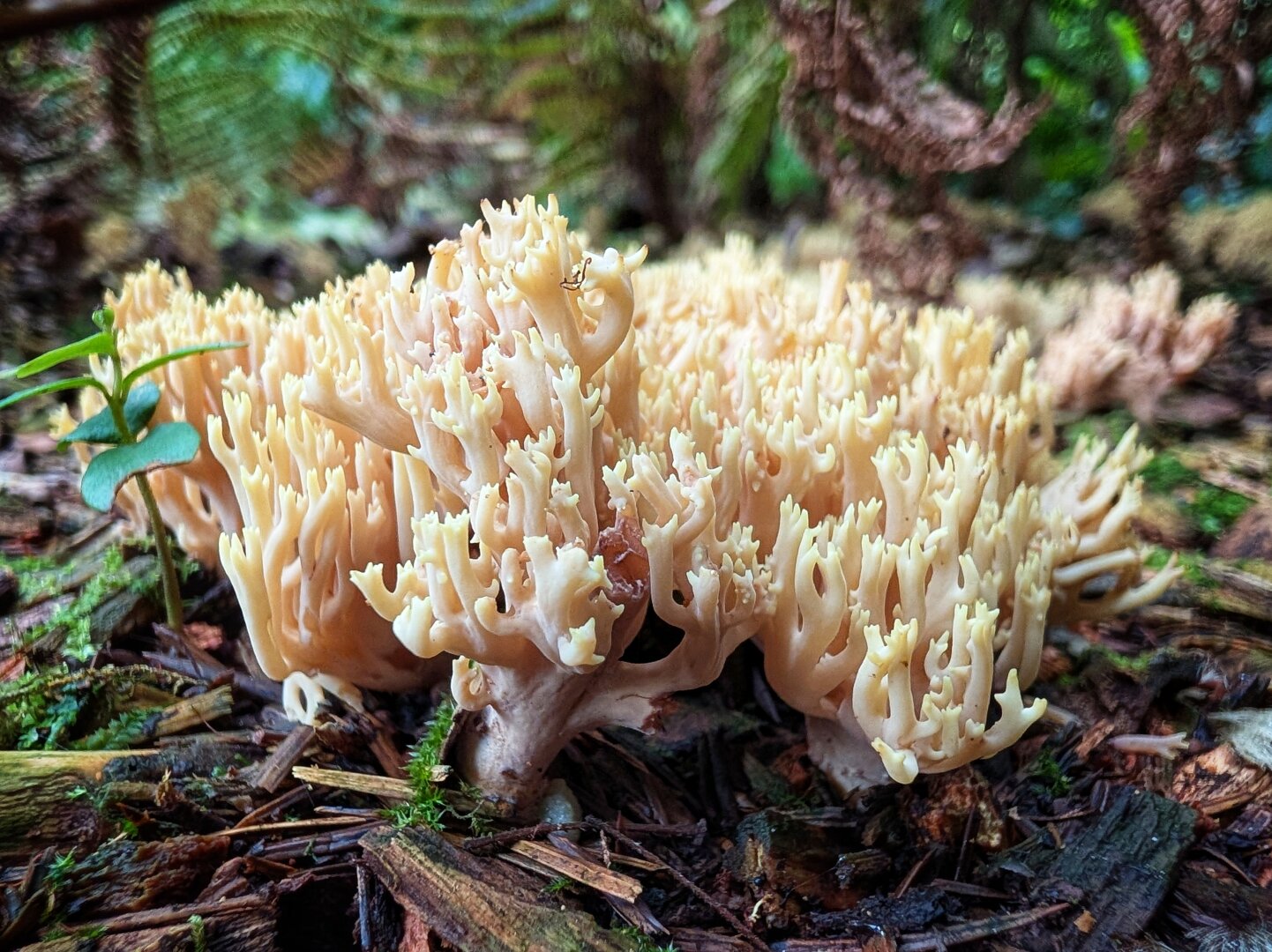 A detailed close-up, low-angle photograph of a pale, cream-coloured coral fungus growing on a dark woodland floor. The fungus features dense, upright, antler-like branches fanning outwards from the base. A small green sprout with two leaves stands on the left. The background is softly blurred, showing dark damp soil, decaying wood, pine needles, and green fern fronds in soft, natural daylight.