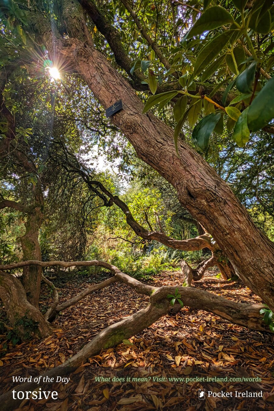 A low-angle shot within a woodland canopy shows a thick, textured tree trunk leaning diagonally across the frame. Twisting, sinuous branches snake low across a ground blanketed in dry, golden-brown leaves. Brilliant sunlight bursts through the dense green foliage above, casting a radiant starburst flare and dappling the forest floor with warm light and deep shadow.