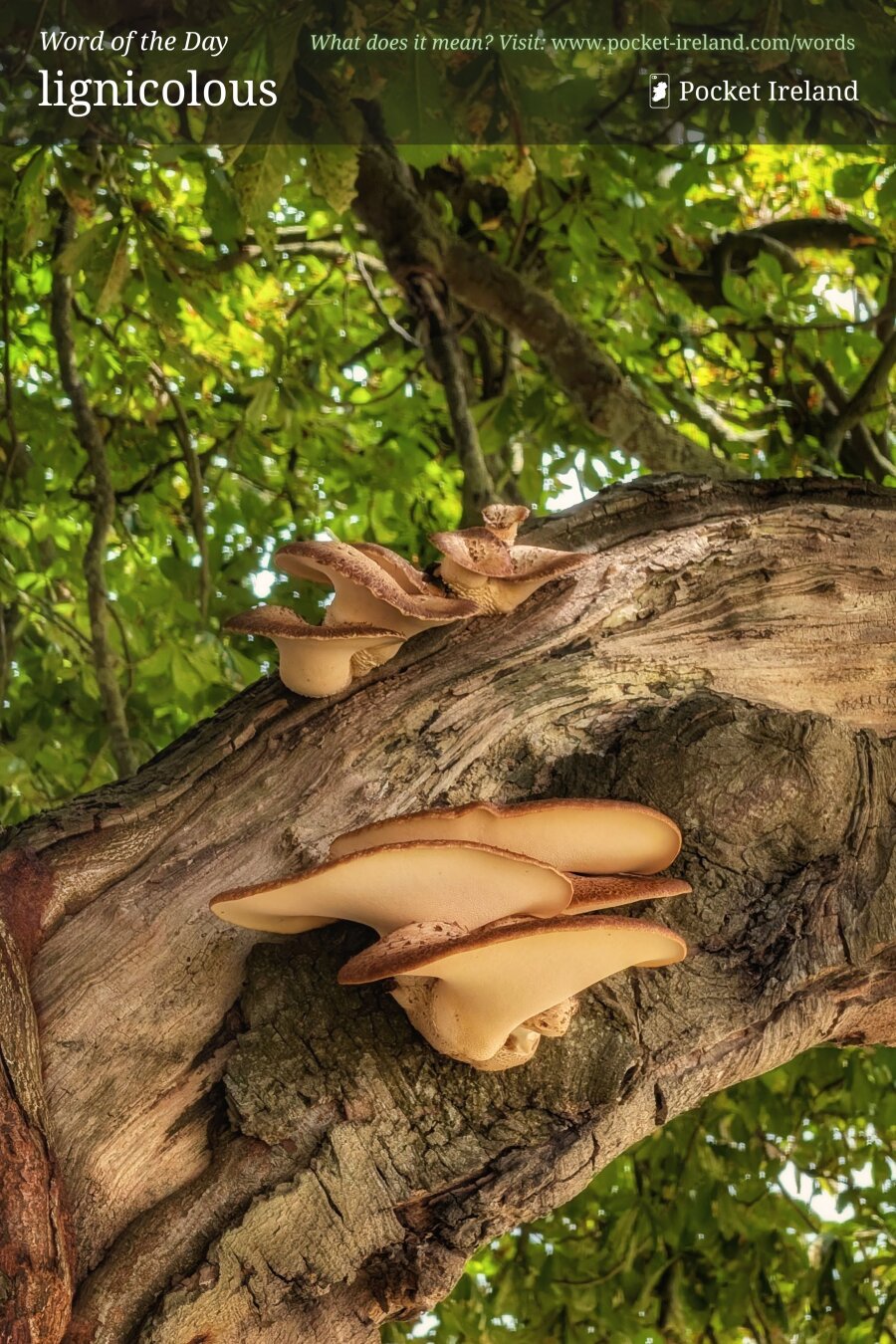 A low-angle close-up of tiered, fan-shaped bracket fungi growing from the side of a thick, weathered tree branch. The mushrooms have smooth, pale cream undersides and speckled brownish-tan curved caps. The tree bark is deeply grooved, rough, and rustic. In the background, a lush green canopy of leaves filters soft sunlight, creating a bright, dappled woodland scene.