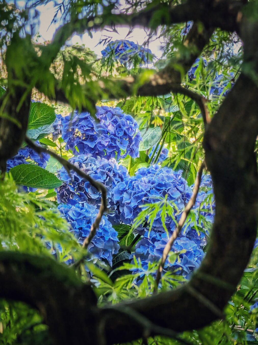 A close-up photograph looking through a natural circular gap in dark, gnarled tree branches. In the background, vibrant clusters of bright blue hydrangea flowers are in full bloom, soft-lit by daylight. Light green leaves and delicate fronds border the top and sides of the frame, creating a layered, natural window effect around the vivid blue petals.