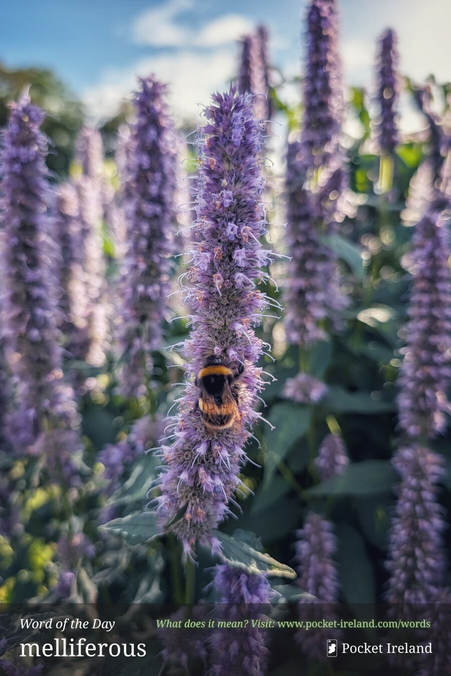 A close-up shot of a fuzzy bumblebee resting on a tall, upright spike of lavender-purple flowers. Golden late-afternoon sunlight backlights the scene, illuminating the fine hairs of the bee and the delicate, spiky petals of the blossoms. The foreground flower is in sharp focus, while repeating purple floral spires, lush green foliage, and a soft blue sky with wispy clouds blur into a glowing bokeh in the background.