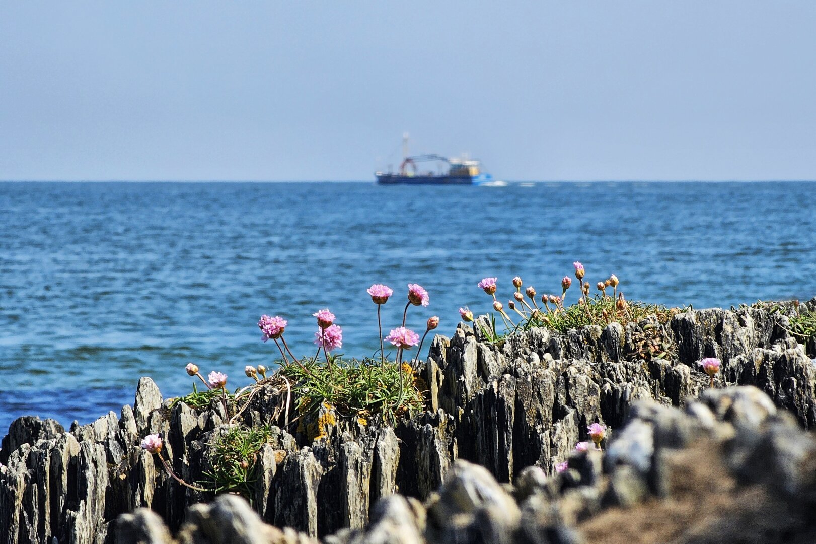 Close-up shot of pink sea thrift blossoms growing out of jagged, vertically layered grey coastal rock formations. In the soft-focus background, a calm deep blue sea stretches to a clear pale blue horizon, where a single blue-and-white fishing trawler cruises in the distance. The natural sunlight highlights the pale pink petals and deep green foliage against the rugged rock texture.