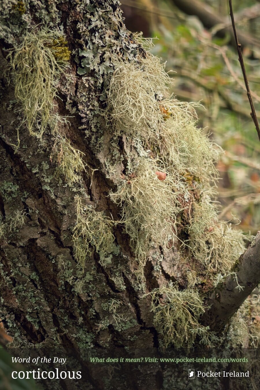 A detailed close-up of deeply grooved, dark tree bark laden with dense clusters of pale, sage-green beard lichen. Delicate, thread-like filaments branch outwards, intermingled with patches of flat, crustose lichen and tiny tufts of emerald moss. Soft, diffuse woodland light illuminates the intricate textures of the bark and epiphytes against a softly blurred, natural green background.