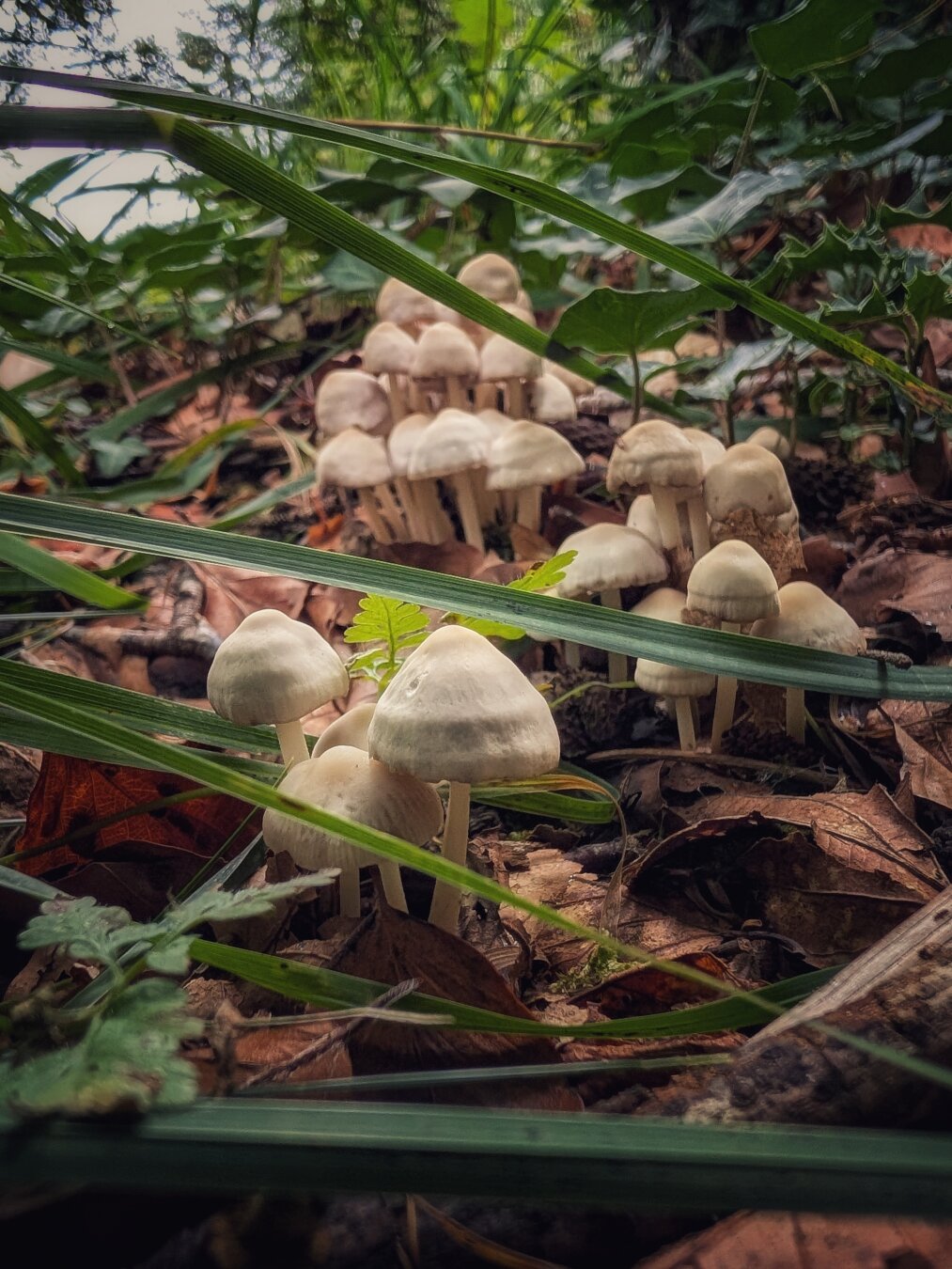 A ground-level, close-up shot showing a dense cluster of pale, cream-coloured mushrooms sprouting from a bed of brown, dry autumn leaves and green ivy. Long blades of grass frame the foreground, while soft, diffuse natural light filters down from the canopy above, giving the scene a quiet, earthy feel.