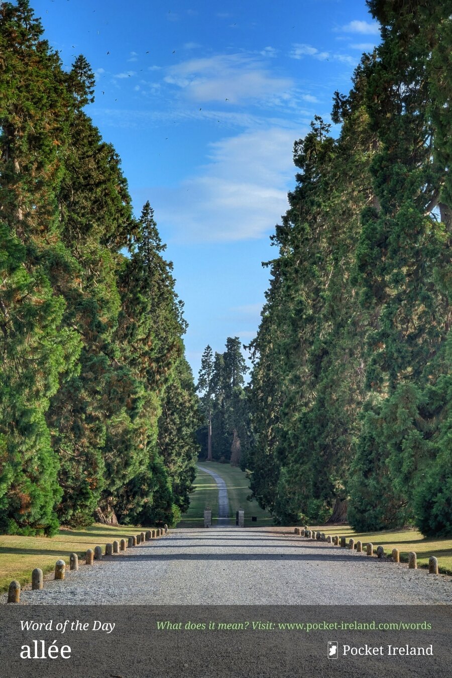 A straight, wide gravel avenue stretches into the distance, framed symmetrically by towering, dense evergreen trees under a vibrant blue sky with wispy clouds. Small stone bollards border both sides of the gravel, casting soft shadows across the path. Beyond a low gate, the avenue transitions into a narrow pathway cutting through grassy lawns toward a distant, dark cluster of majestic trees.