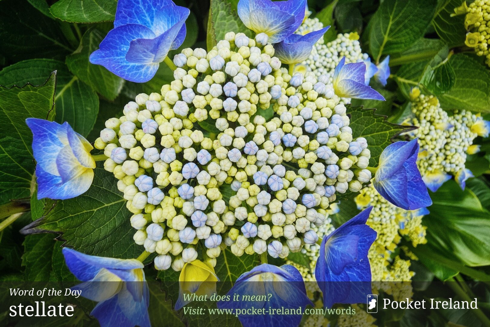 A vibrant lacecap hydrangea flower head seen from directly above. The central cluster is a dense dome of tightly packed, tiny pale yellow and soft blue unopened flower buds. Surrounding this delicate centre is a ring of vivid, cobalt-blue ray flowers with four distinct, cup-like petals radiating outwards. Bright, textured green leaves frame the bloom, bathed in even, diffuse natural daylight that highlights the crisp geometric structure and rich contrast of blue and yellow hues.