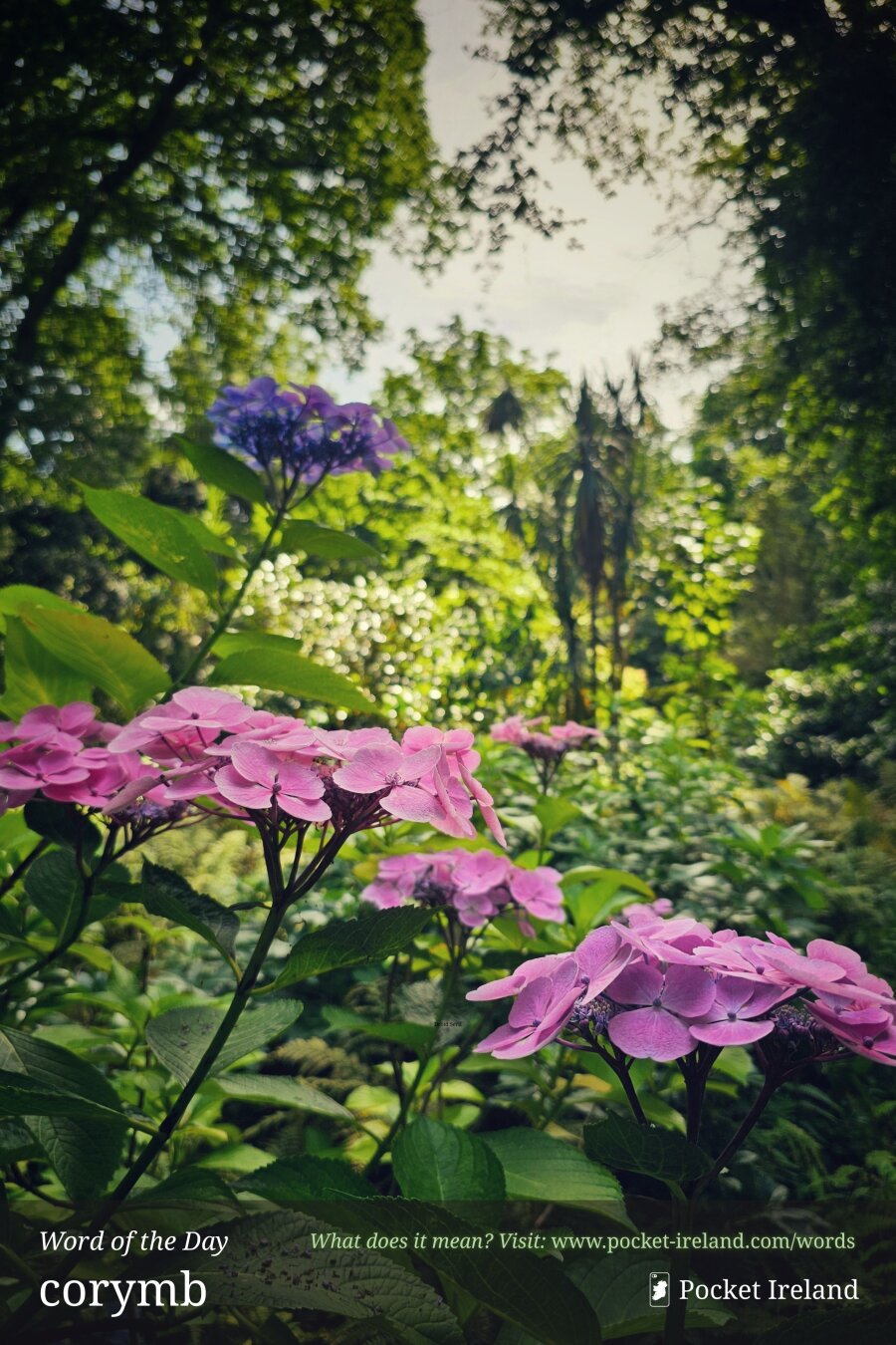 A low-angle, close-up shot of blooming lacecap hydrangeas in a lush woodland glade. The foreground blossoms display delicate pink and soft violet florets perched atop broad, textured green leaves. In the midground, a solitary flower head tinged with deep periwinkle rises toward the bright, dappled sunlight filtering through a high, leafy tree canopy. The background is filled with dense green foliage and subtle golden bokeh, creating an atmospheric, serene forest ambience.