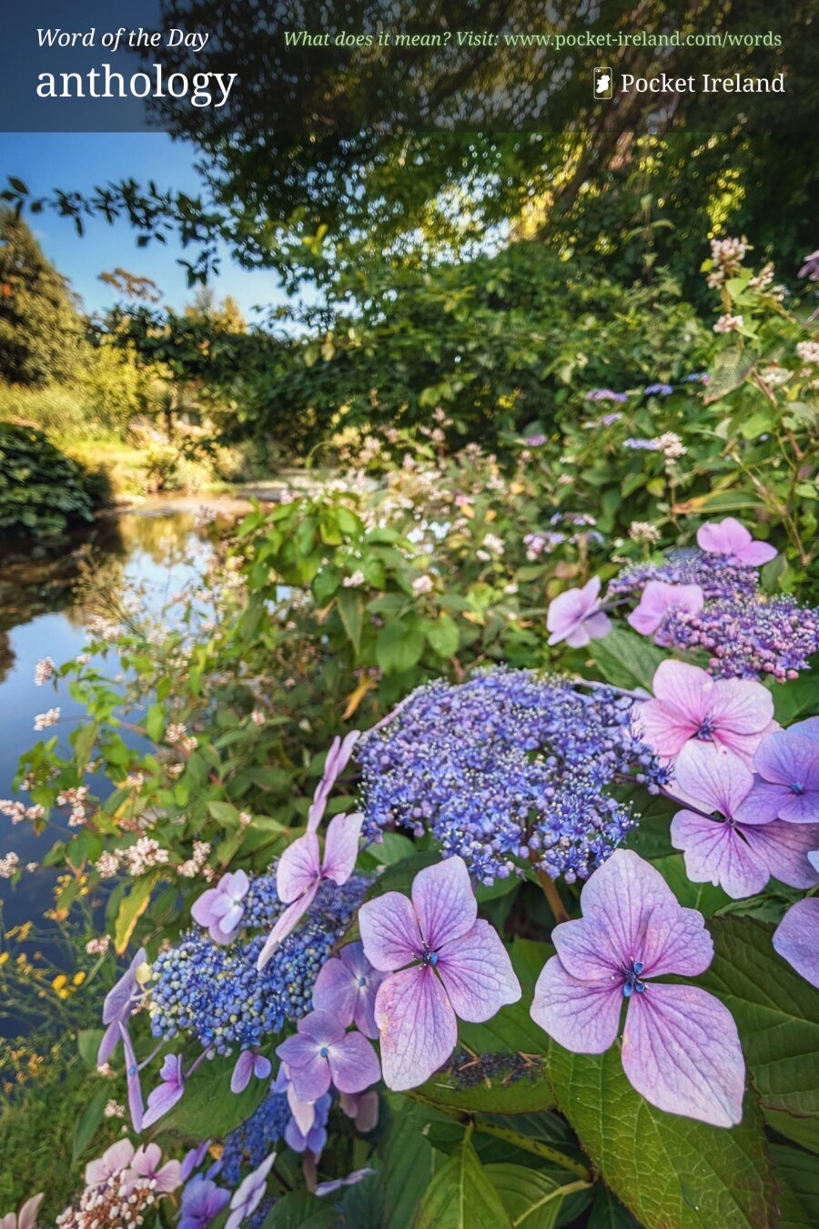 A vibrant close-up of violet and lilac lacecap hydrangeas blossoming along the bank of a tranquil river. Warm daylight illuminates the delicate petals and lush green leaves in the foreground. In the background, calm water reflects the surrounding foliage and blue sky, framed by overhanging trees creating a shimmering bokeh effect in the bright summer light.