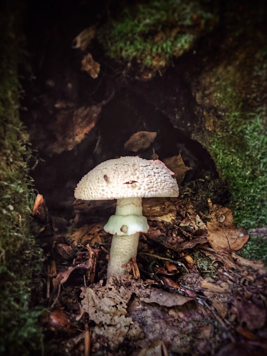 A close-up photograph of a pale, textured mushroom standing upright within the dark, shadowed hollow of a moss-covered tree base. The mushroom features a rounded cap flecked with light brown scales, a distinct skirt around its pale stem, and rises from a bed of dried woodland leaves. Soft ambient light illuminates the fungus against the deep, dark recess of the hollow, creating a quiet and moody forest atmosphere.