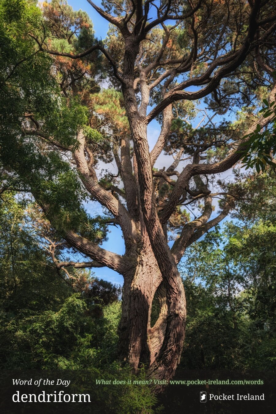 A low-angle shot looking up at a massive pine tree with deeply furrowed brown bark. Its thick, winding branches twist outwards like outstretched limbs against a bright blue sky filled with wispy white clouds. Soft afternoon sunlight illuminates one side of the rough trunk, creating deep shadows along its coarse ridges. The ancient tree rises above a dense surround of lush, bright green foliage and smaller leafy trees that frame the base and sides of the composition.