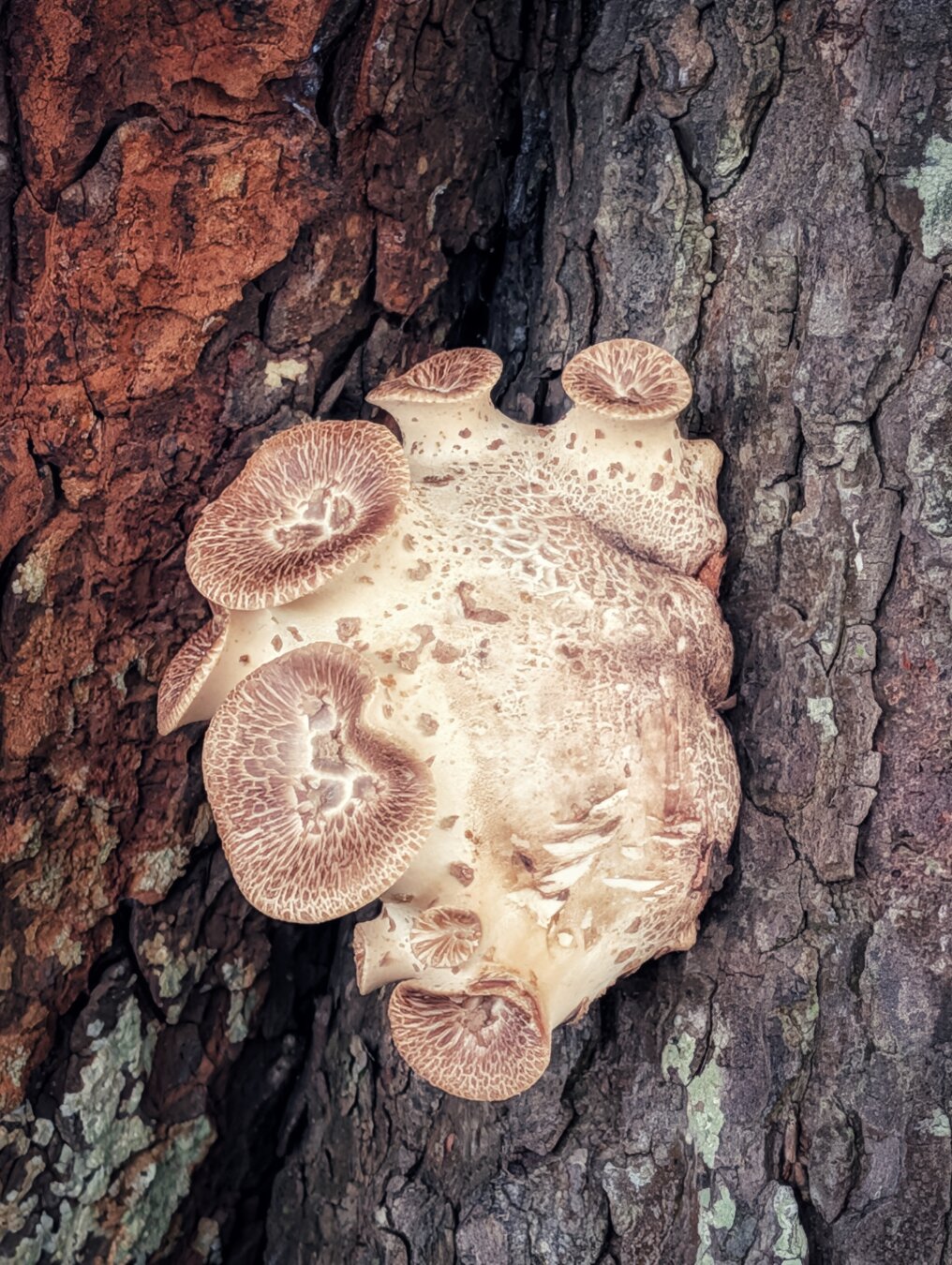 A close-up view of a light cream and brown bracket fungus growing out of deep fissures in a rough, dark tree trunk. The mushroom has several flared, funnel-shaped caps with patterned brown scales resembling feathers. The surrounding bark has rich earthy red and grey tones, creating a textured contrast with the smooth, curved surfaces of the fungi. Soft natural daylight highlights the details and ridges on the mushroom caps.