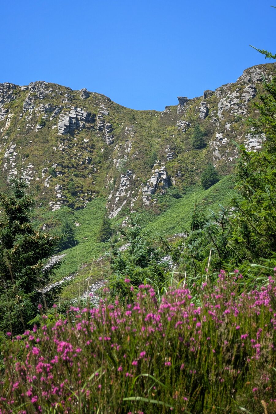 A vertical eye-level view of rugged mountain slopes under bright daylight. In the foreground, dense clusters of bright purple bell heather bloom among green grasses and foliage. In the midground, a dark evergreen conifer stands on the left against steep hillsides covered in green bracken, loose scree, and weathered grey rock crags. The rocky cliffs climb toward the upper ridge against a clear, solid blue sky. The lighting is direct and crisp, creating an open, wild upland feel.