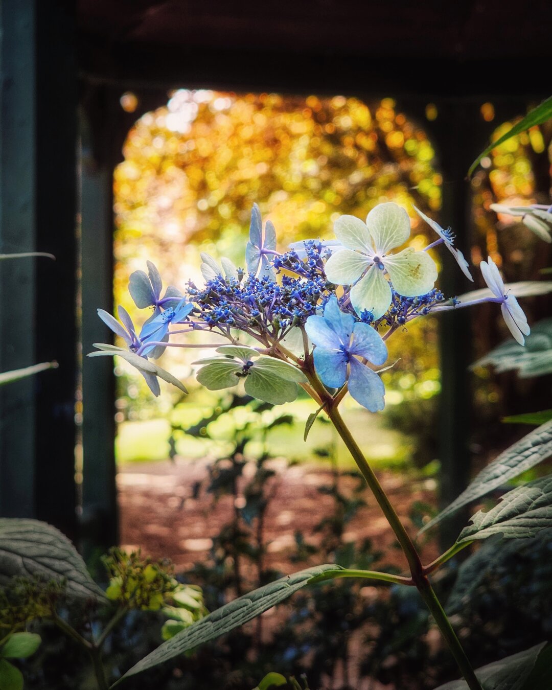 A close-up vertical photograph of a delicate lacecap hydrangea bloom in soft focus. The central tiny florets are deep blue and purple, surrounded by flat, four-petalled sepals in shades of sky blue, pale mint green, and white. The flower is framed against a shaded foreground and an arched wooden arbour structure, leading the eye to a sun-drenched garden background glowing with warm, golden yellow and green autumn bokeh.