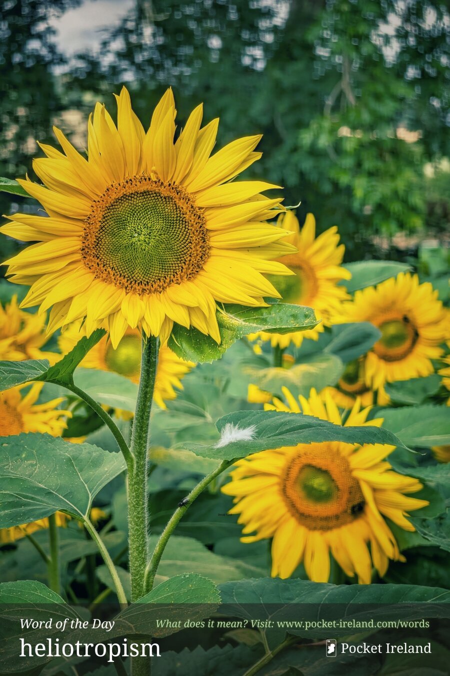 A vibrant sunflower in full bloom stands prominently in the foreground, its golden-yellow petals radiating outward from a detailed green and brown seed head. A tiny white feather rests softly on one of its broad green leaves beneath the main flower head. Additional sunflowers bloom in soft focus throughout the background, amidst lush green foliage. The natural lighting highlights the fuzzy texture of the thick stem and the vivid contrast between the bright yellow petals and deep greenery.