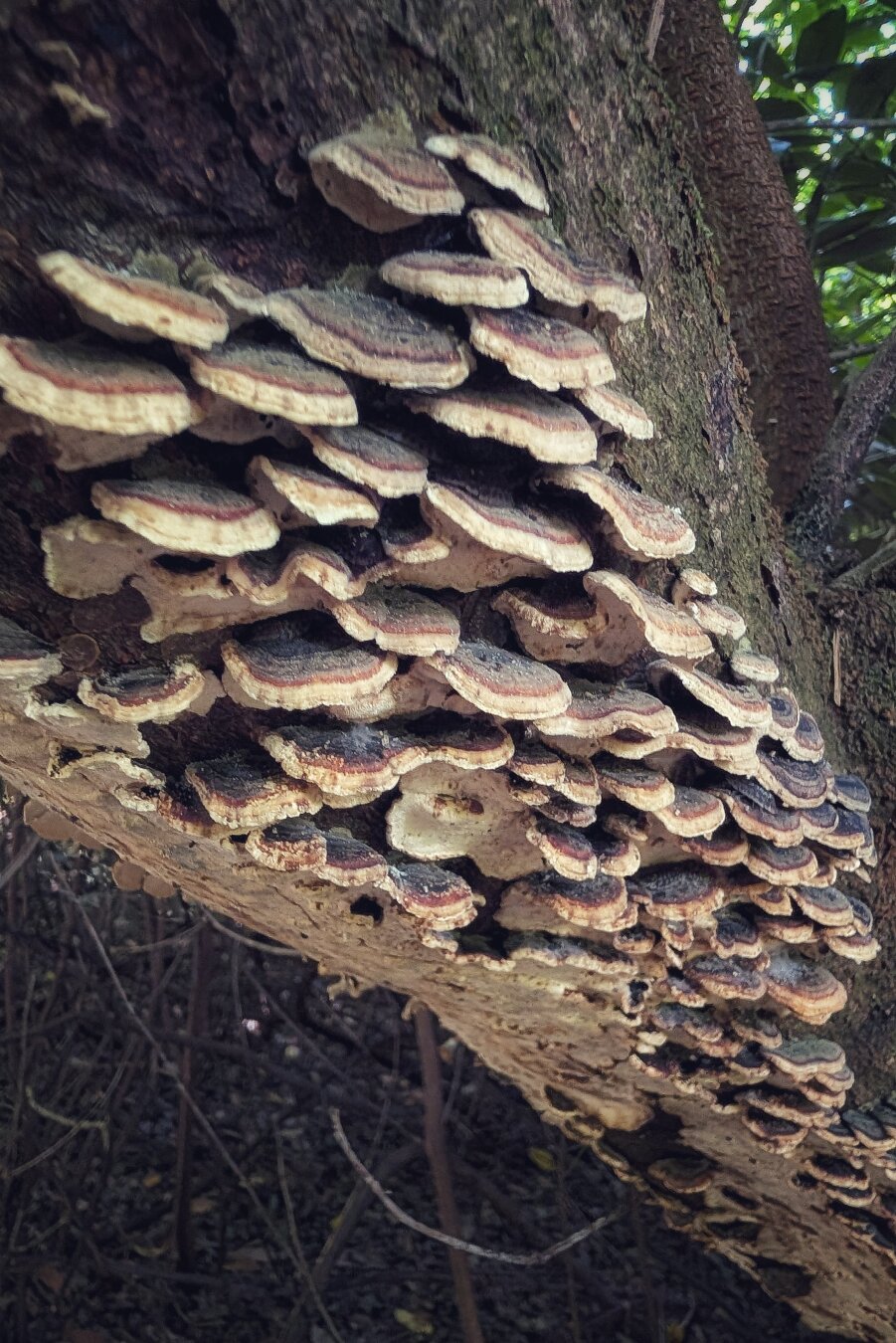 A close-up, low-angle photograph of a decaying tree trunk covered in overlapping layers of fan-shaped bracket fungi. The fungi feature concentric semicircular bands of brown, grey, and ochre, edged by cream-coloured outer rims. Soft, diffused woodland light filters from above, highlighting the texture of the fungal shelves against dark, rugged bark and a shadowed forest background.